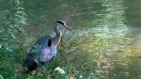 Close-Up of a Grey Heron in Nature Video stock 313606484