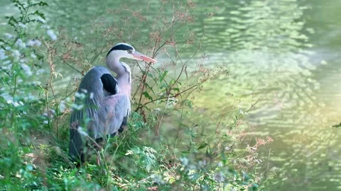 Close-Up of a Grey Heron in Nature Stock Footage 313606503