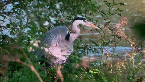 Close-Up of a Grey Heron in Nature Stock Footage 313606517