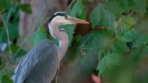 Close-Up of a Grey Heron in Nature Stock Footage 313606523