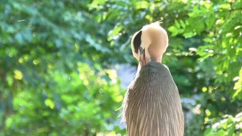 Close-Up of a Grey Heron in Nature Stock Footage 313610037