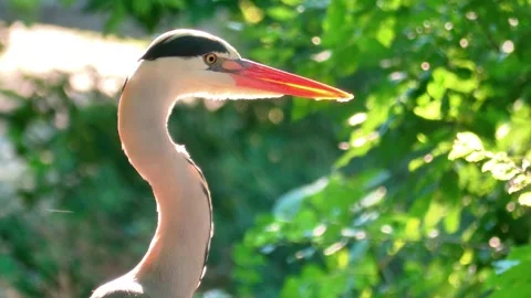 Close-Up of a Grey Heron in Nature Stock Footage 313610062