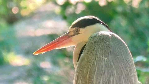 Close-Up of a Grey Heron in Nature Stock Footage 313610105