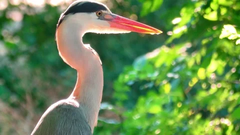 Close-Up of a Grey Heron in Nature Stock Footage 313610108