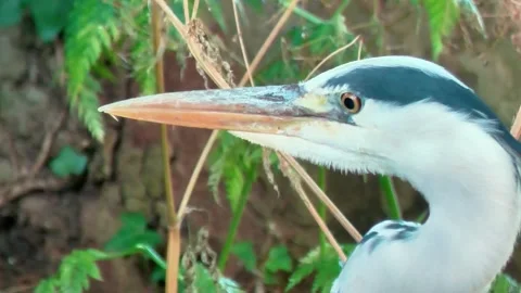 Close-Up of a Grey Heron in Nature Stock Footage 313610128