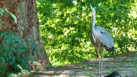 Close-Up of a Grey Heron in Nature Stock Footage 313610337