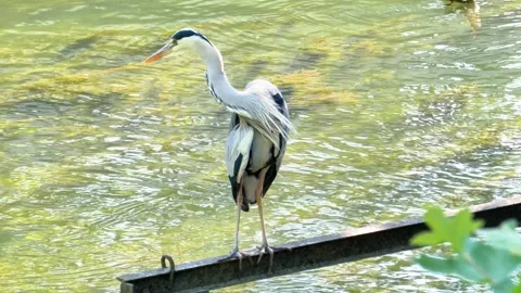 Close-Up of a Grey Heron Perched Above a River in Summer Stock Footage 313610174