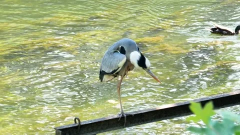 Close-Up of a Grey Heron Perched Above a River in Summer Stock Footage 313610192