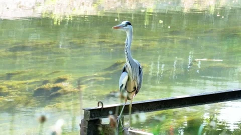 Close-Up of a Grey Heron Perched Above a River in Summer Stock Footage 313610293