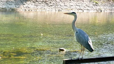 Close-Up of a Grey Heron Perched Above a River in Summer Stock Footage 313610335