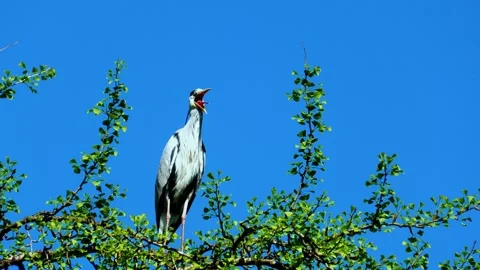 Close-Up of a Grey Heron Perched in a Tree During Summer Stock Footage 313599705