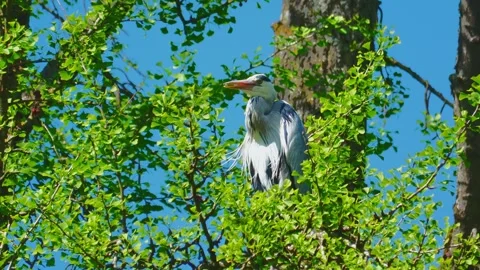 Close-Up of a Grey Heron Perched in a Tree During Summer Stock Footage 313599759