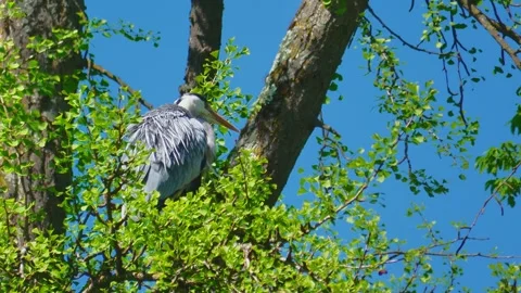Close-Up of a Grey Heron Perched in a Tree During Summer Stock Footage 313599778