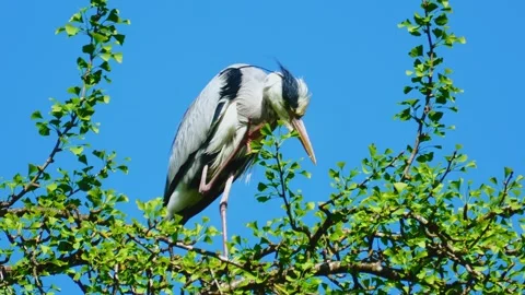 Close-Up of a Grey Heron Perched in a Tree During Summer Stock Footage 313599783