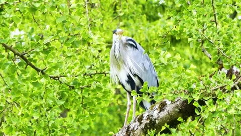 Close-Up of a Grey Heron Perched in a Tree During Summer Stock Footage 313599821