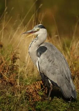 Close-up of a grey heron Stock Photos