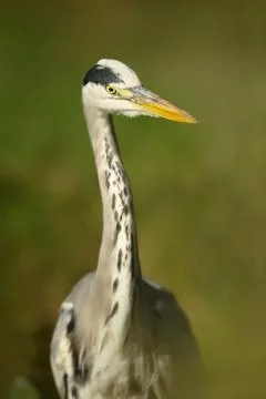 Close-up of a grey heron Stock Photos
