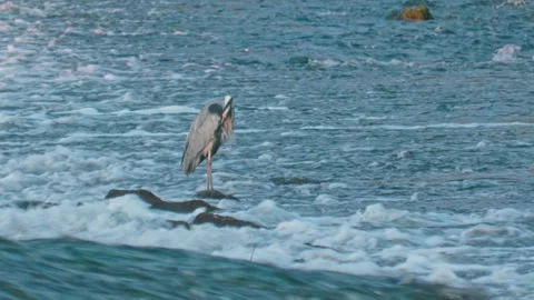 Close-up of Grey Heron Preening Feathers in Summer River Stock Footage 314384791