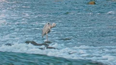 Close-up of Grey Heron Preening Feathers in Summer River Stock Footage 314384915