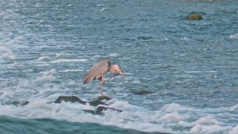 Close-up of Grey Heron Scratching Neck in Summer River Stock Footage 314384681