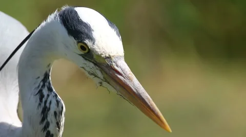 Close-up of a Grey Heron standing motionless Stock Footage 62183333
