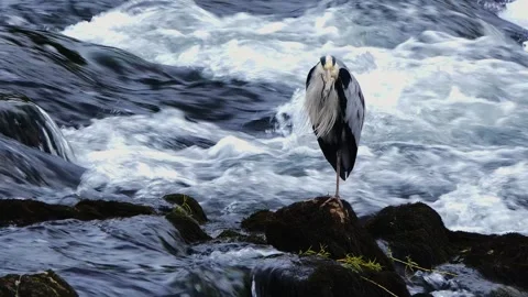Close-Up of a Grey Heron Standing in a River Stock Footage 313599683
