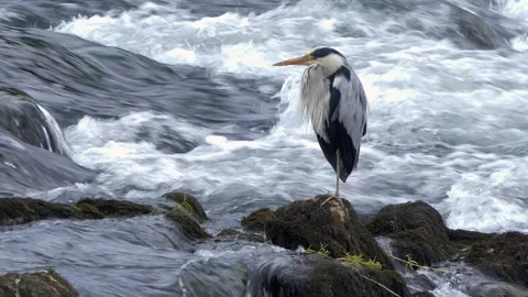 Close-Up of a Grey Heron Standing in a River Video stock 313599836