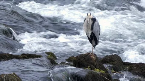 Close-Up of a Grey Heron Standing in a River Stock Footage 313599839