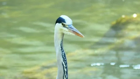 Close-Up of a Grey Heron Standing in a River During Summer Stock Footage 313610156