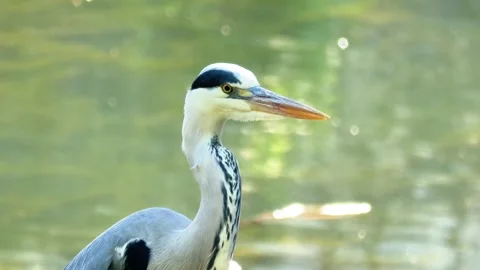 Close-Up of a Grey Heron Standing in a River During Summer Stock Footage 313610224