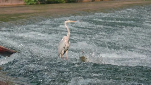 Close-up of Grey Heron in Summer River Stock Footage 314384368