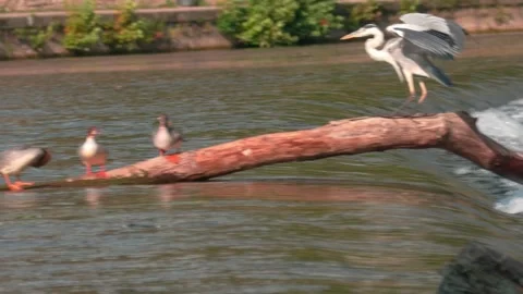 Close-up of Grey Heron in Summer River Stock Footage 314384407