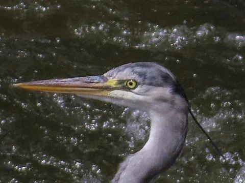 Close-up of a grey herons head with sharp beak and yellow eye Stock Photos