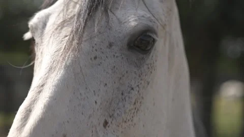 Close-up of a grey horse Видео 339729870