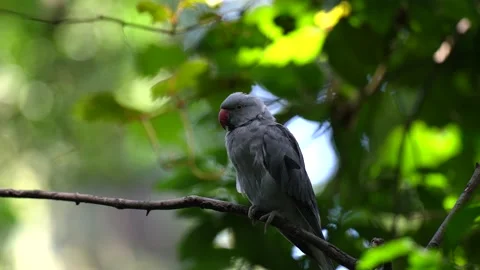 Close up of Grey Indian ringneck Parakeet in Jungle tree - SLOW MOTION 库存影片 148695873