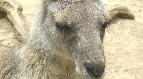 Close-up of a grey kangaroo Stock Footage