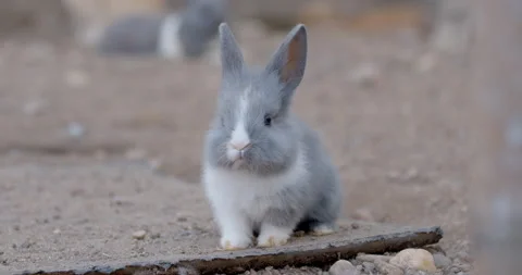 Close-up of grey little rabbit self cleaning the fur in the farm Stock Footage 230064438