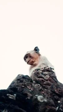 Close-up of a grey monkey Stock Photos