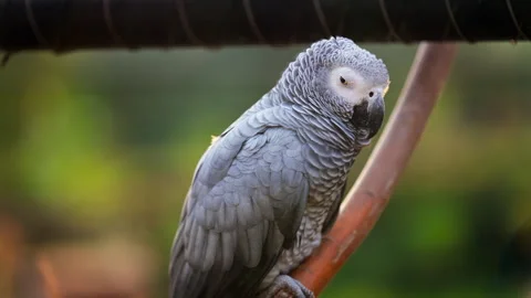 Close up of a grey parrot on a blurred background Stock Footage 305887644