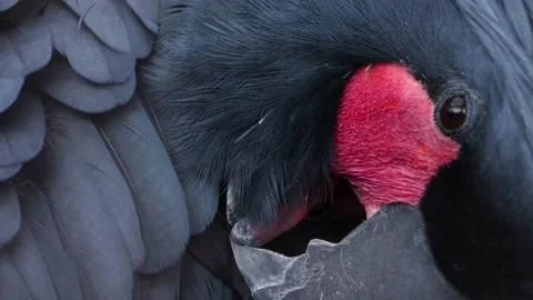 Close up of a grey parrot, 스톡 동영상 136027346
