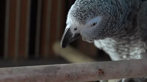 Close-up of a grey parrot. Stock Footage 311265809
