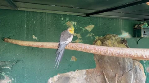 Close up of a grey parrot sitting on a branch. Video stock 330417606