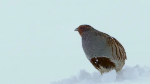 Close up of a grey partridge (Perdix perdix)  walking under the snowfall. Video stock 87086561