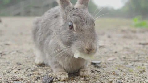 Close up of a grey rabbit eating cabbage, black rabbit running in the background Video stock 339089841