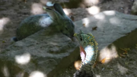 Close up of grey rabbit  Video stock 260139580
