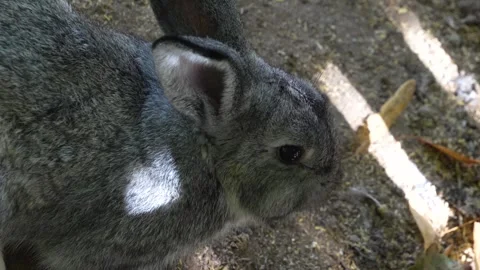 Close up of grey rabbit  Stock Footage 260140026