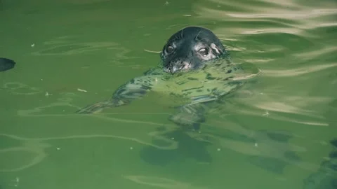 Close-up of a grey seal in a pool at the Klaipėda Maritime Museum. 스톡 동영상 303265481