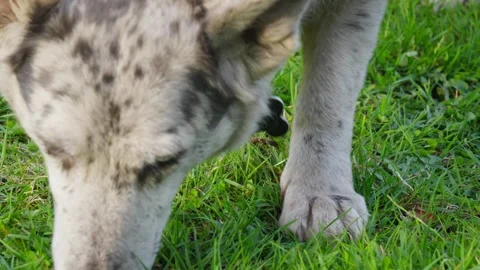 Close-up of a grey, spotted dog with his nose to the ground and sniffing grass. Stock-Footage 274754744