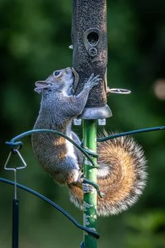 A close up of a grey squirrel perched on a bird feeder, with a shallow dept.. Stock Photos