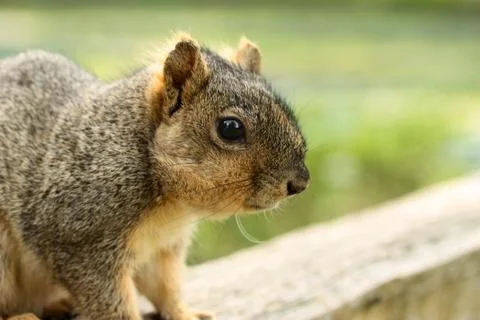 Close up of grey squirrel Stock Photos